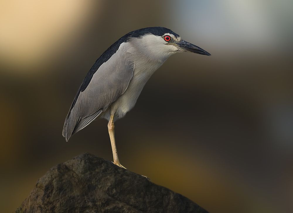 Black-crowned night heron