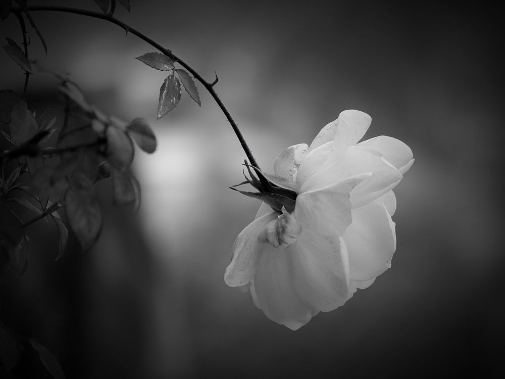 White A Symbol of Peace