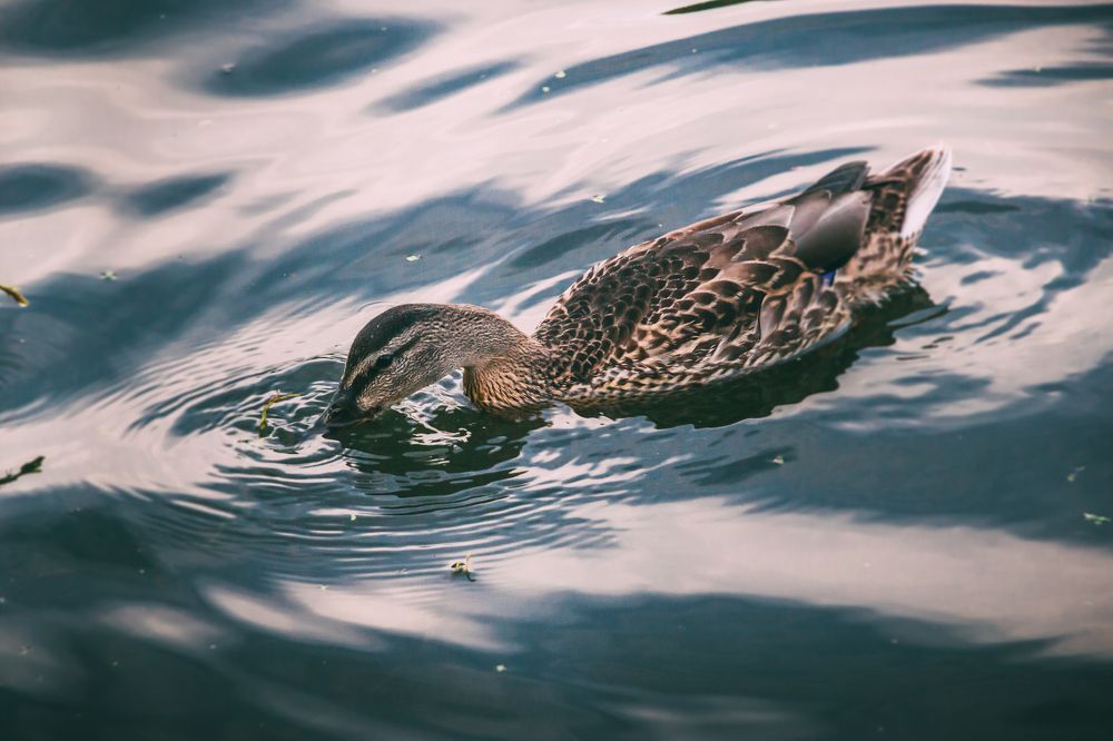 Photograph by Алексей