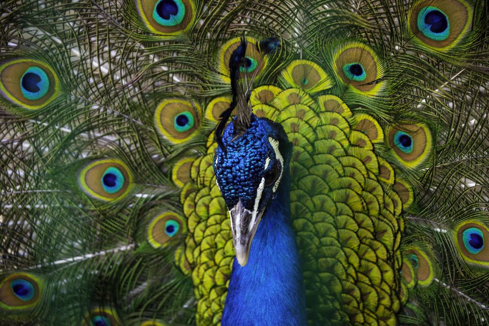 Photograph by Алексей