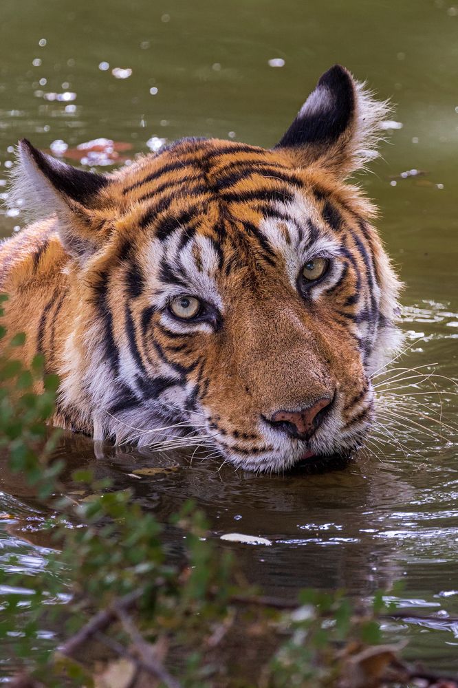 Photograph by Soumitra Ghosh