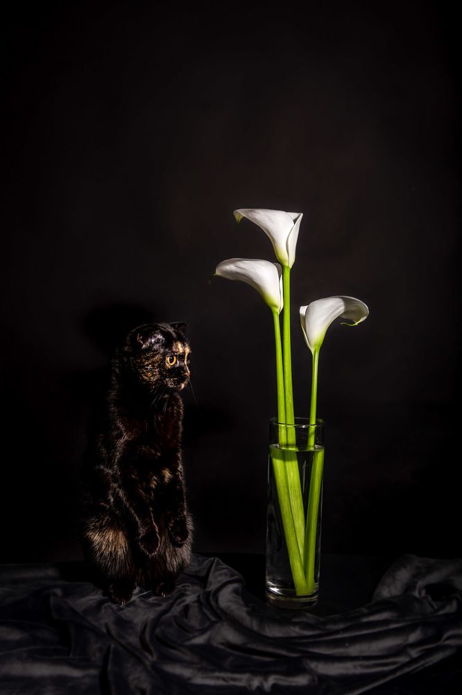 Photograph by Диана Качегина