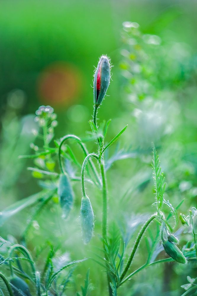 Пробуждение