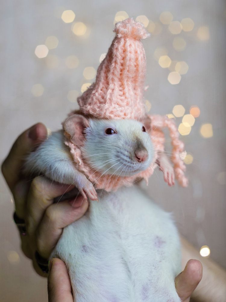 Фотография автора Тамара Нижельская