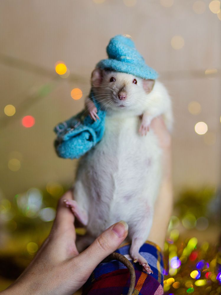 Фотография автора Тамара Нижельская