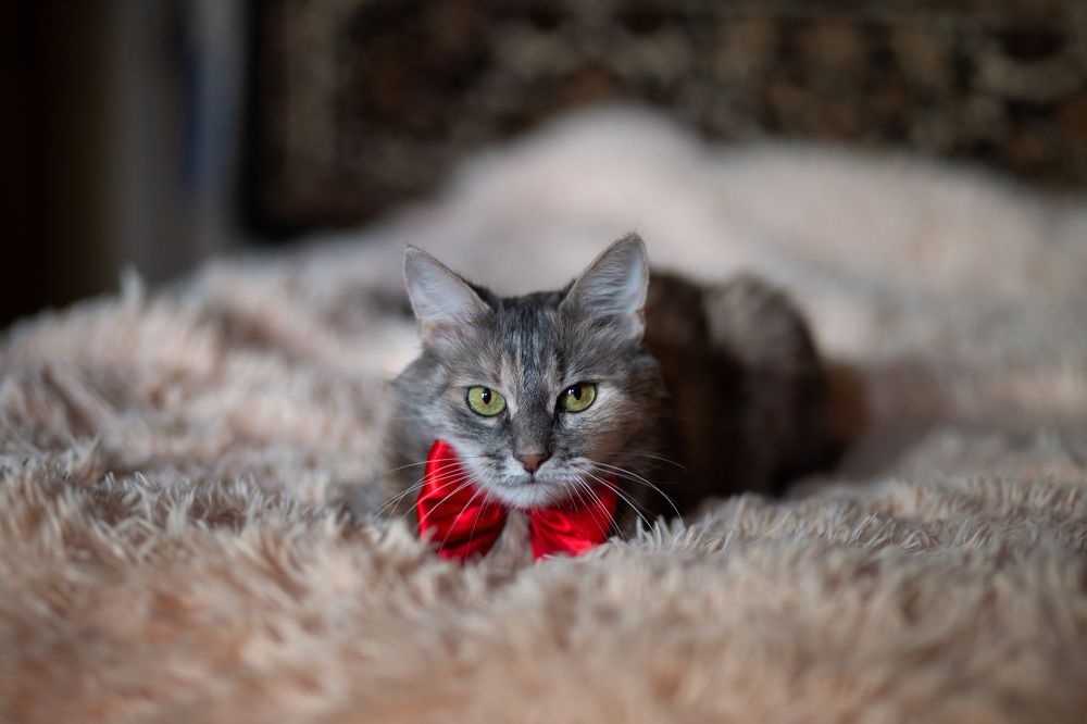 Фотография автора Тамара Нижельская