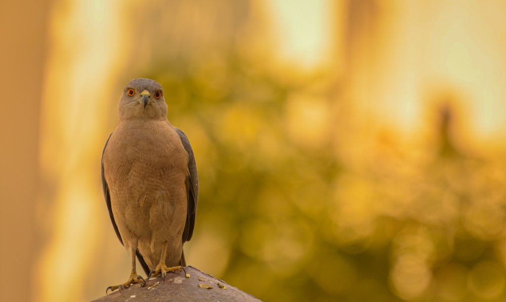 Photograph by Reyaansh Mittal