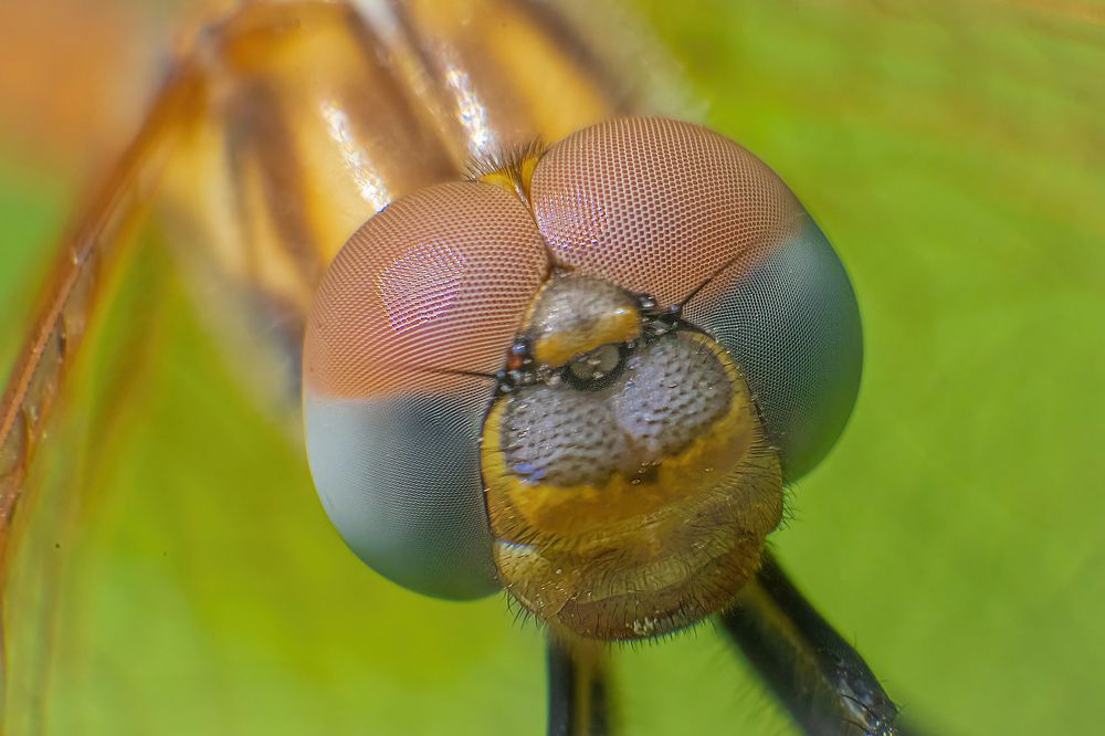 Photograph by Massimo Giorgetta