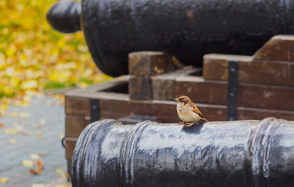 Фотография автора Тамара Нижельская