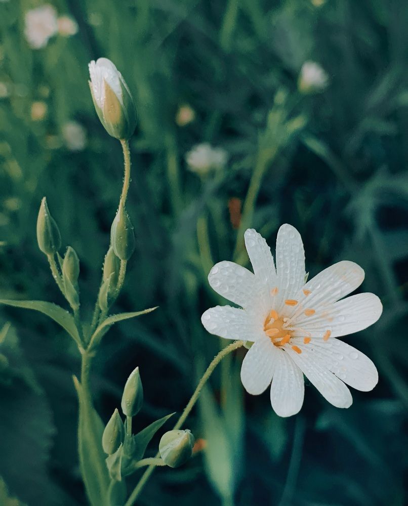 Photograph by Марина Гимеина