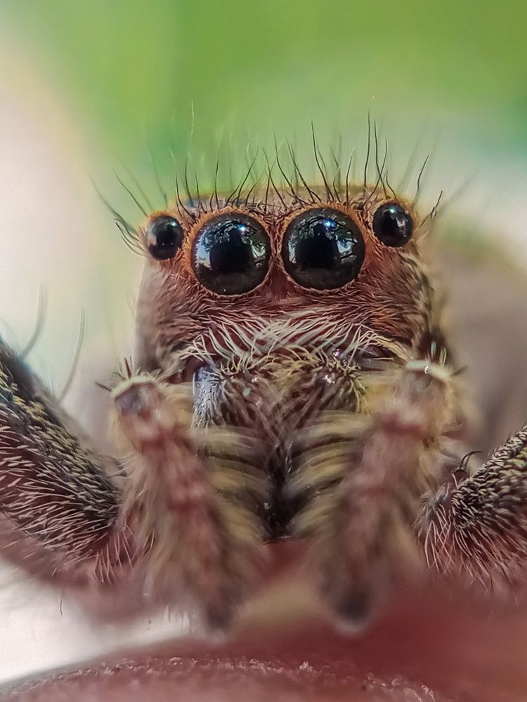 Closeup of a spider