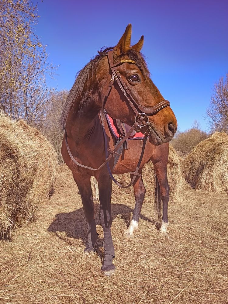 Photograph by Нестерова Карина
