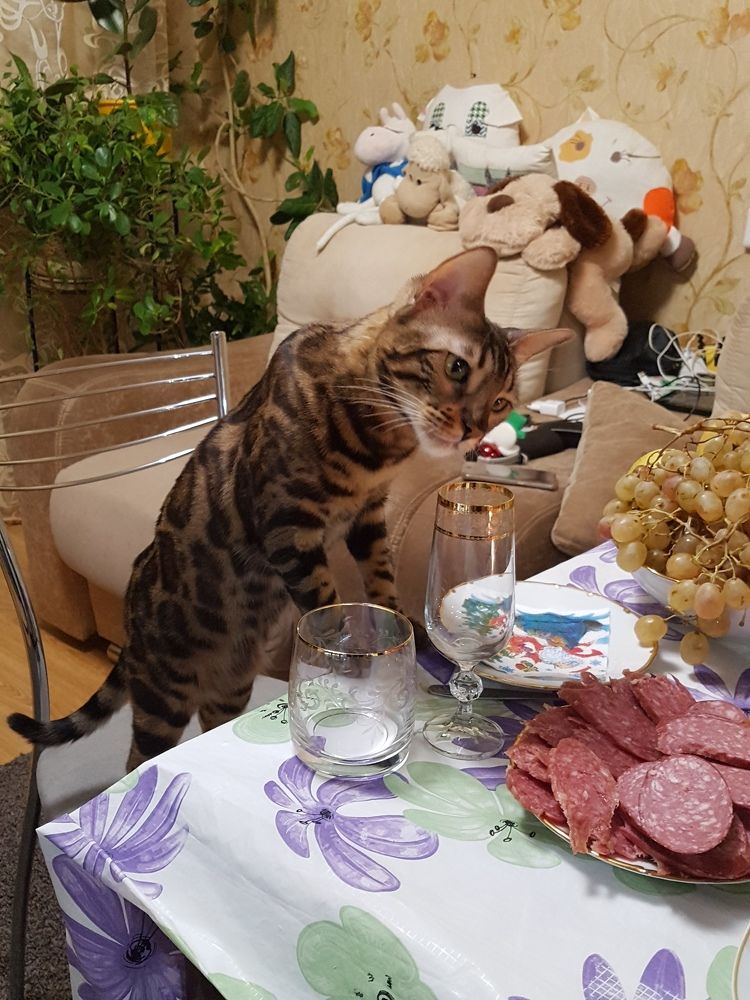 Фотография автора Сергей Чесноков