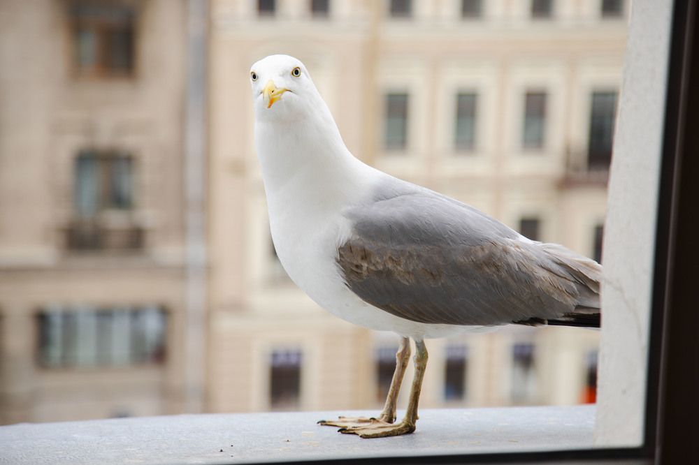 А что это Вы тут делаете?