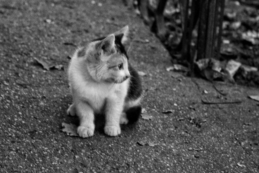 Photograph by Florentina-Adriana Vasilescu