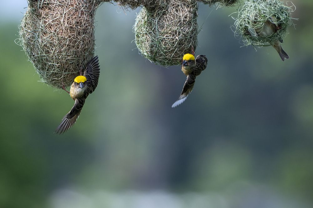 My beautiful house..