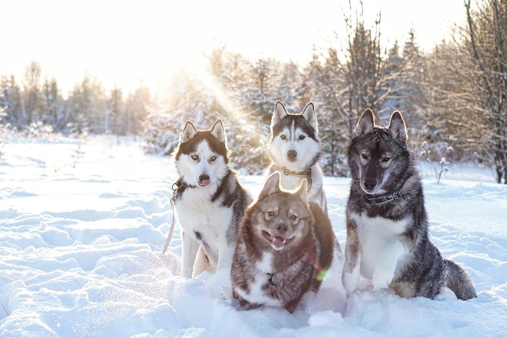 Photograph by Alin Ka