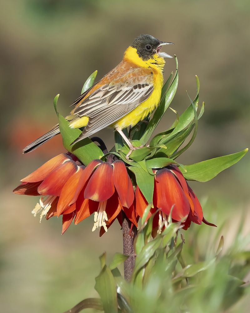 Фотография автора majid arab