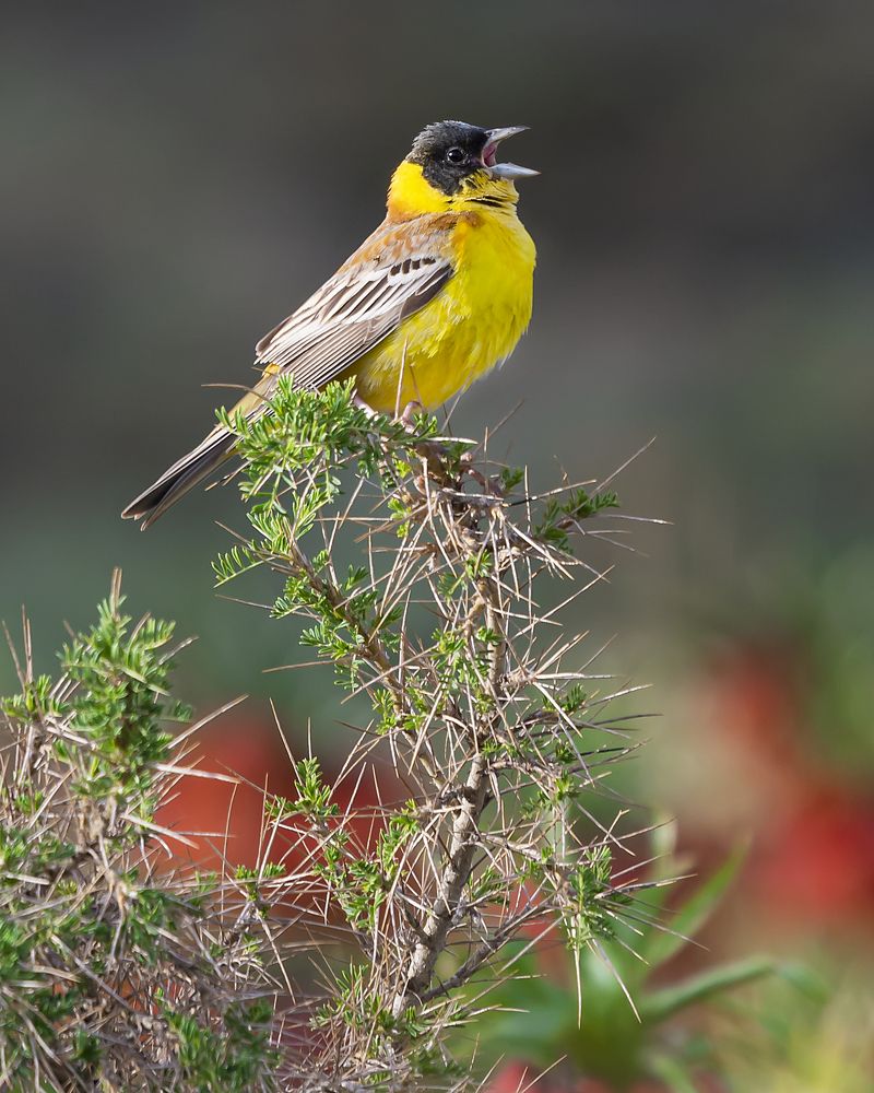 Фотография автора majid arab