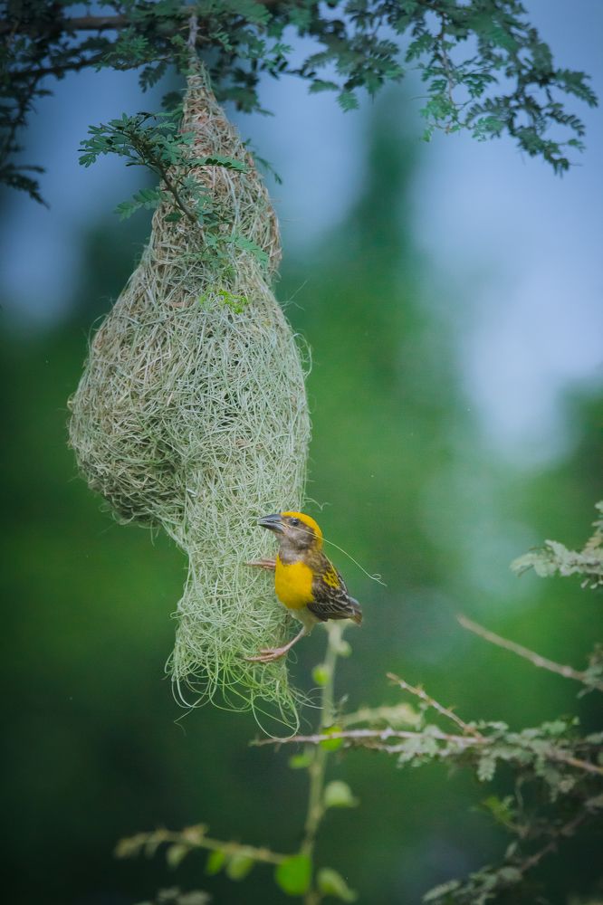 Photograph by Nitin Sidhpura