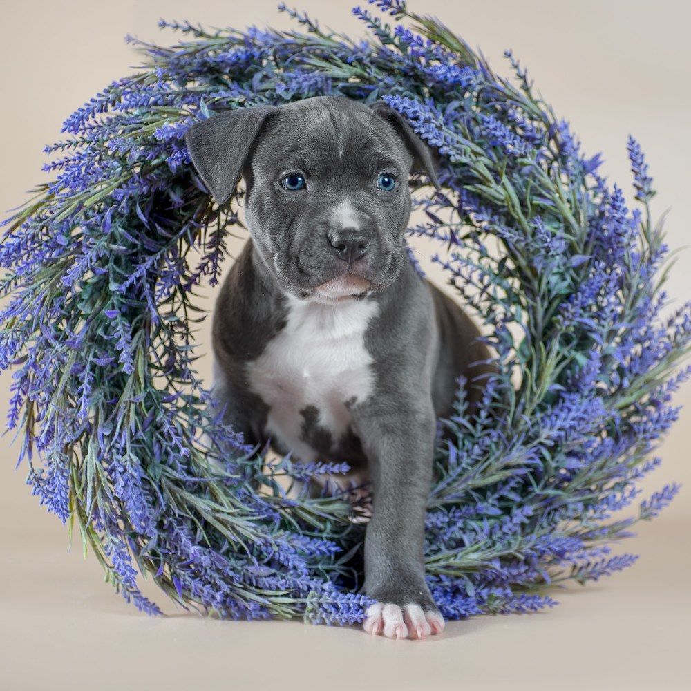 Фотография автора Гера Восьмая