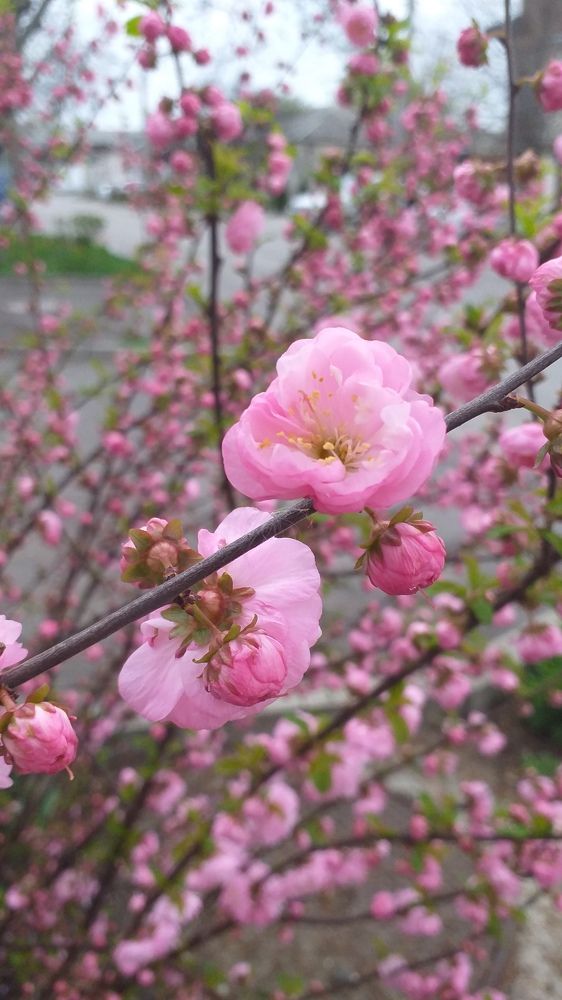 Photograph by Елена Кузнецова