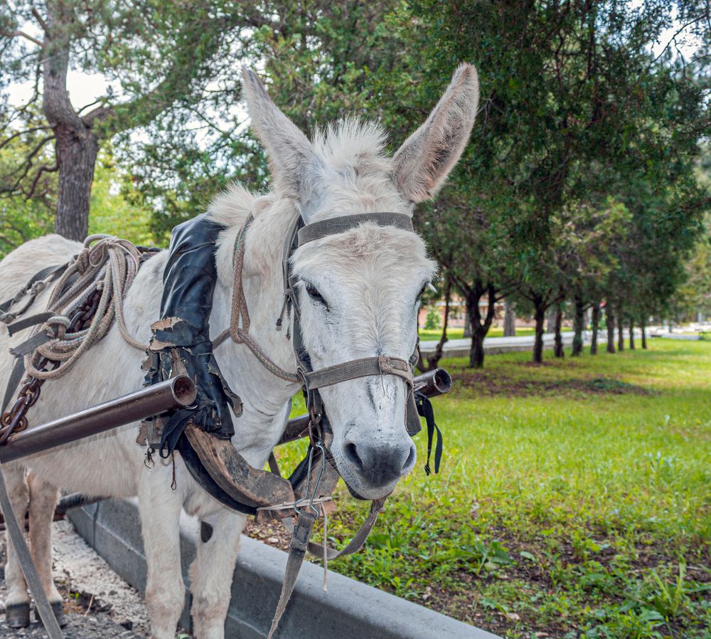 Photograph by Сергей Христинич