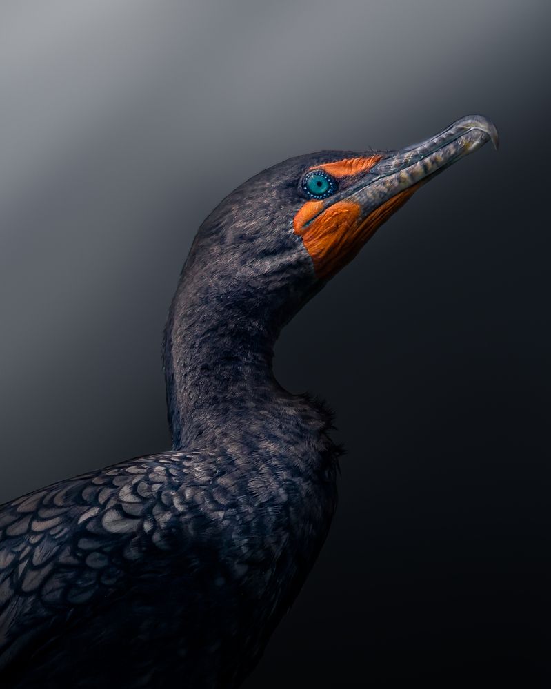 Cormorant