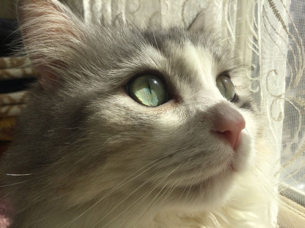 Photo #7604117
