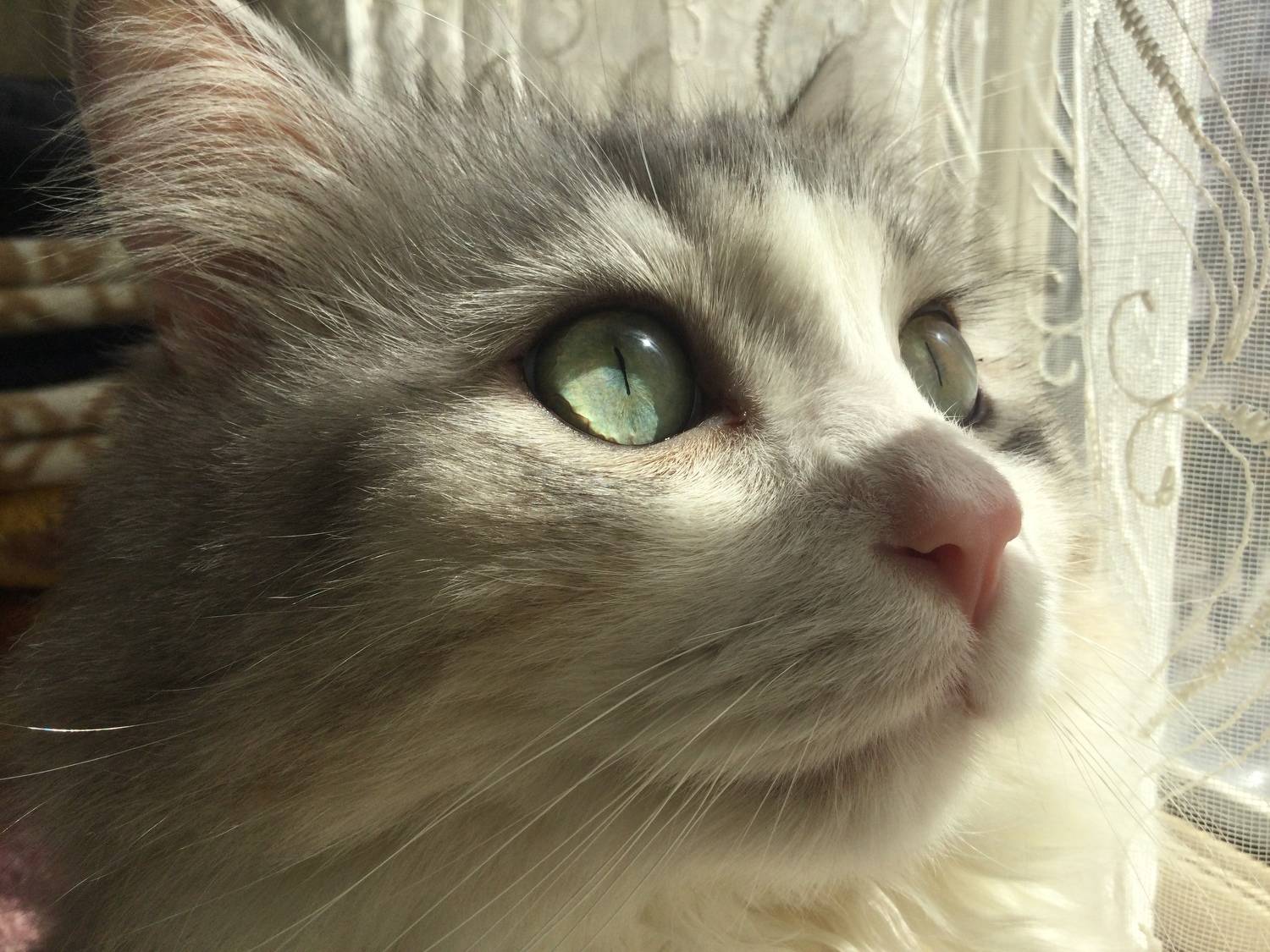 Photo #7604117