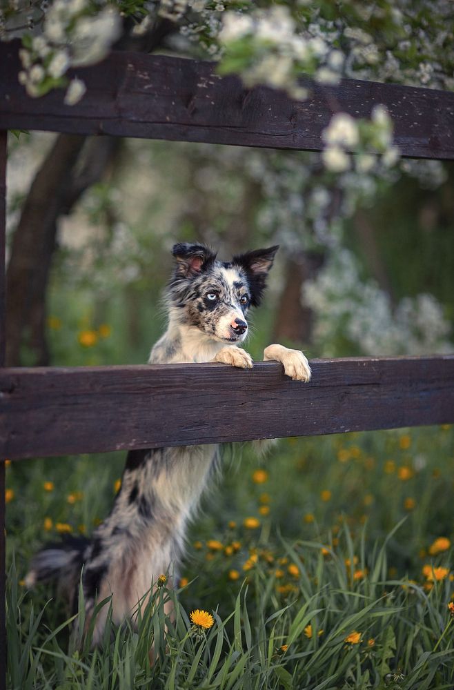 Собака Карма.