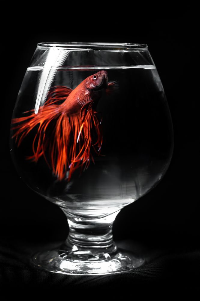 Photograph by Алёна Газукина