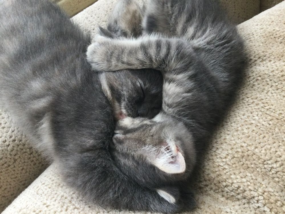 Photo #7604210