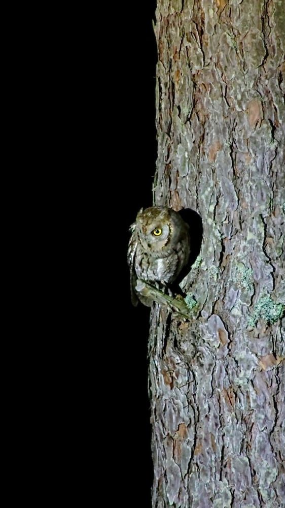 Photograph by Ольга Одаренко