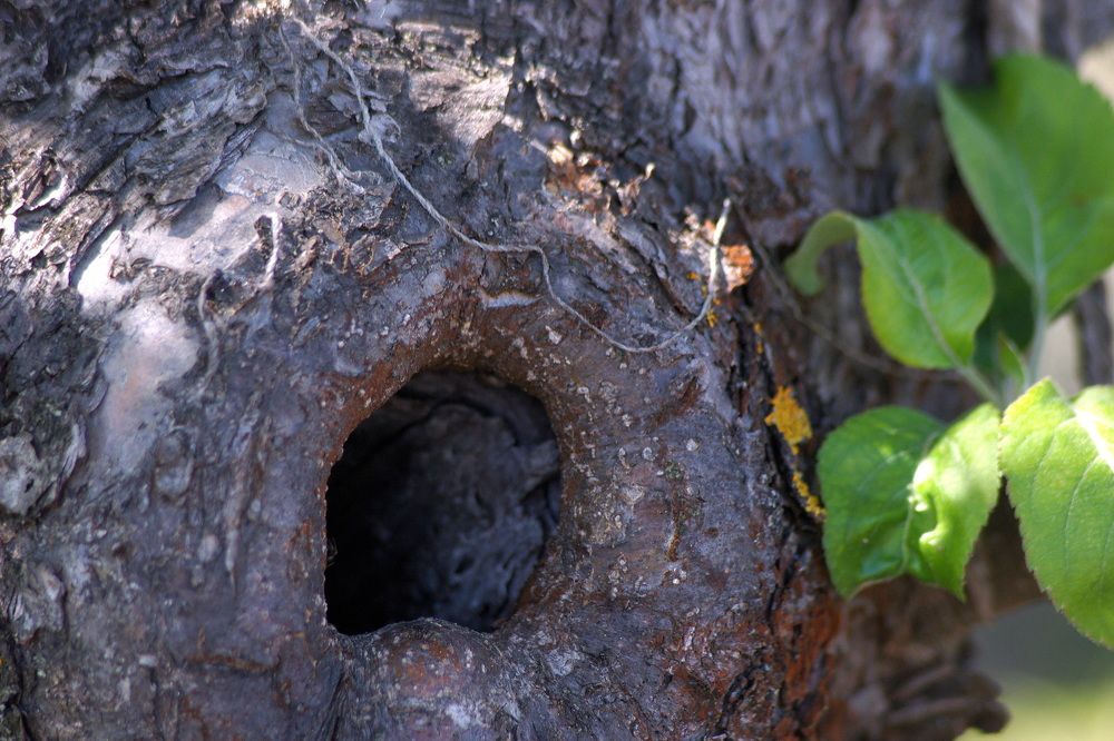 Любопытство