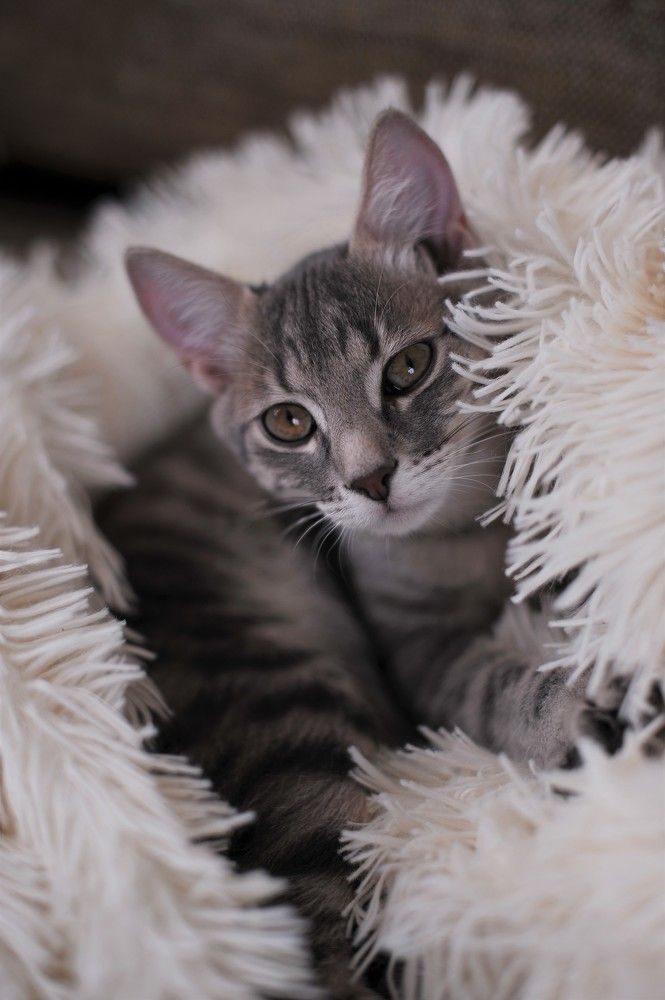 Фотография автора Ольга Пушленкова