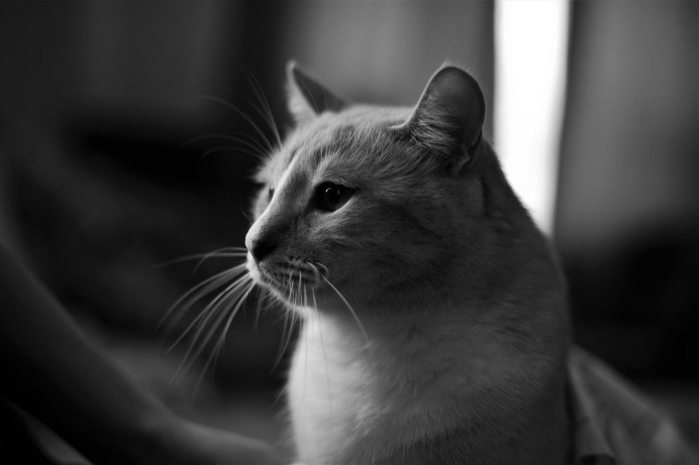 Фотография автора Ольга Пушленкова