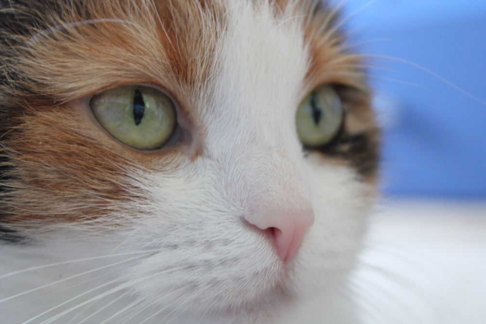 Photograph by Оксана Новосад