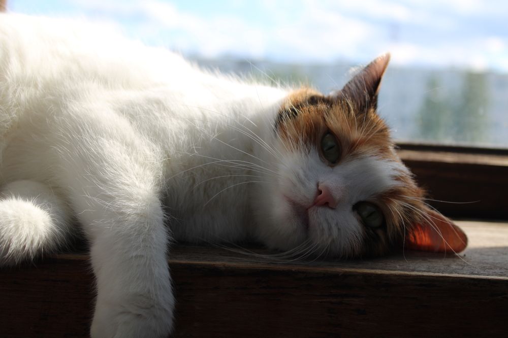 Photograph by Оксана Новосад