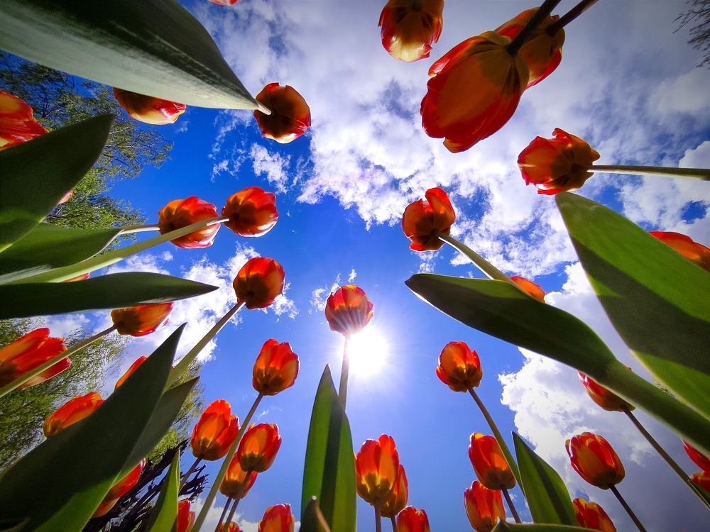 Тюльпановое настроение :)