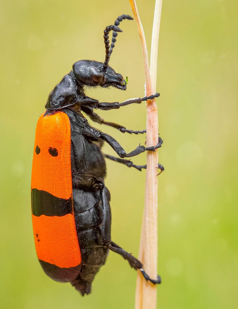 Photograph by Abolfazl Arab