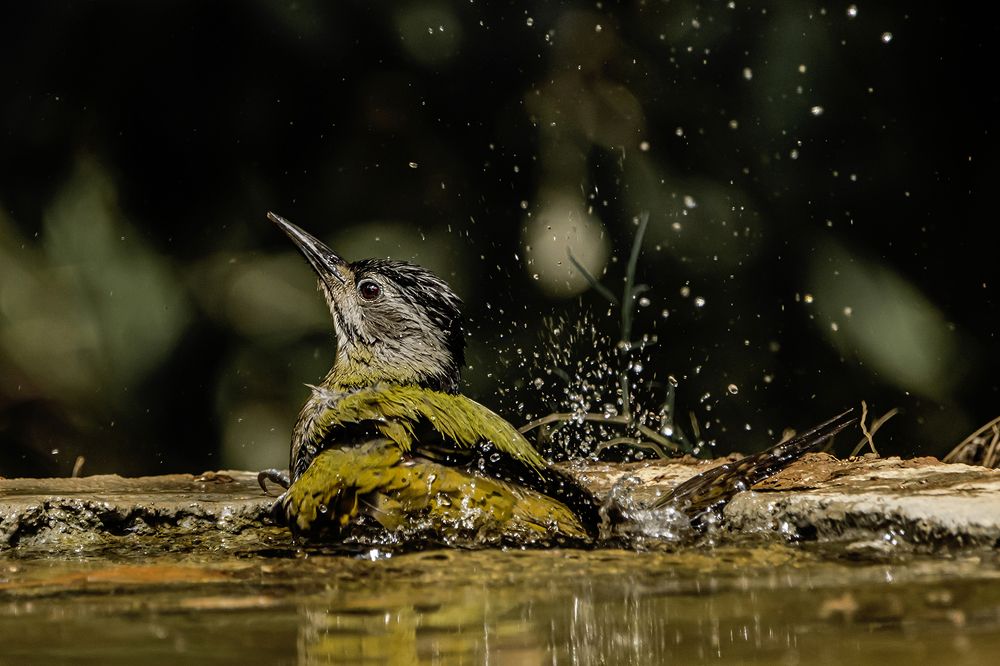 Photograph by Saumi Biswas