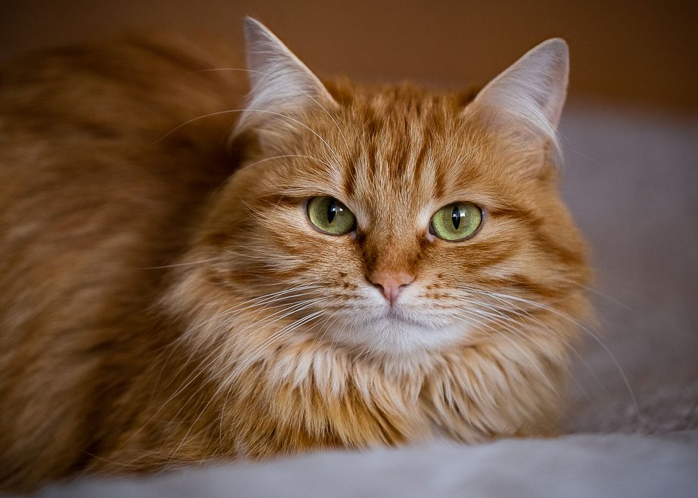 Photograph by Галина Полищук