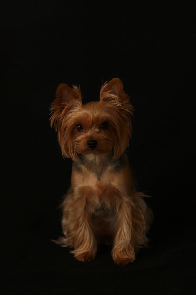 Фотография автора ЛАРИСА УСАЧЕВА