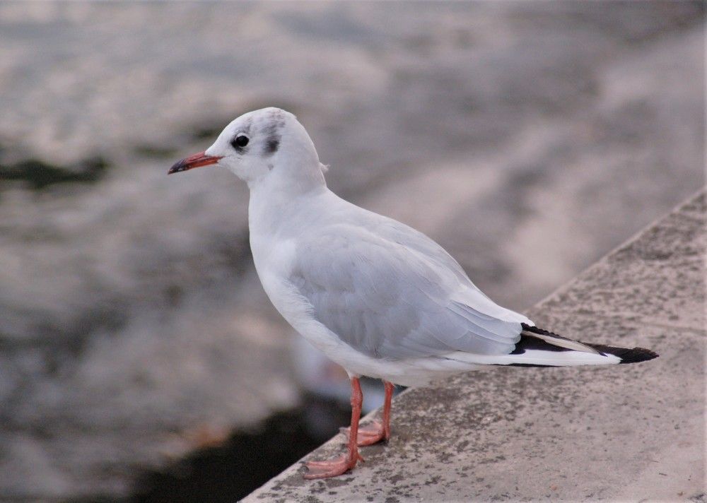 Фотография автора Ася Бабушкина
