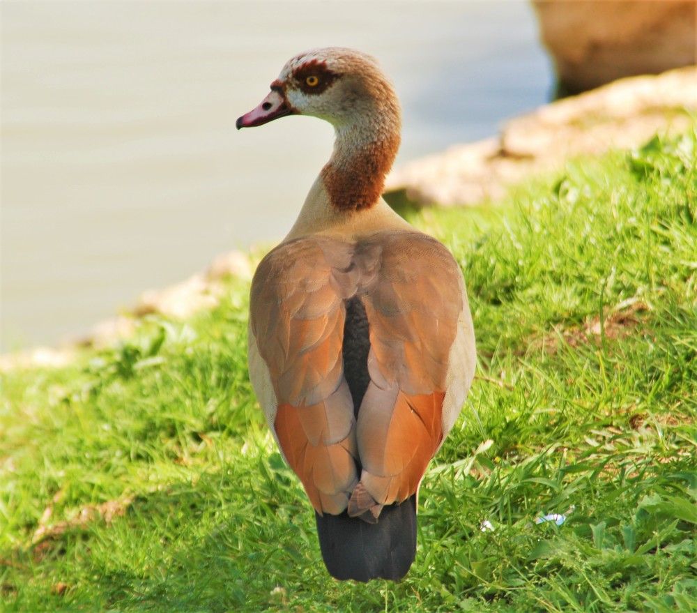Фотография автора Ася Бабушкина