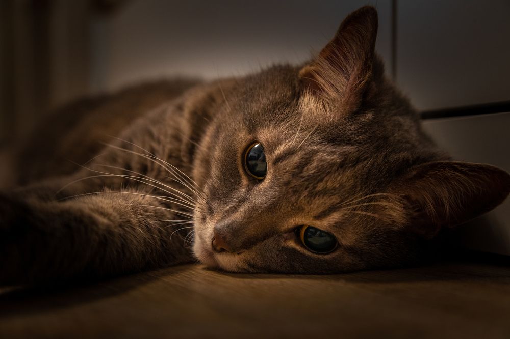 Photograph by Alexey Nikitin