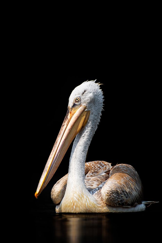 Photograph by Rahul Kahar