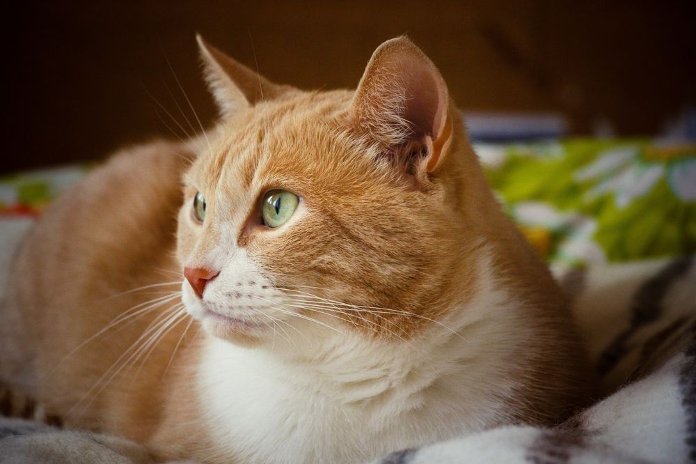 Photograph by Наталья Баруля