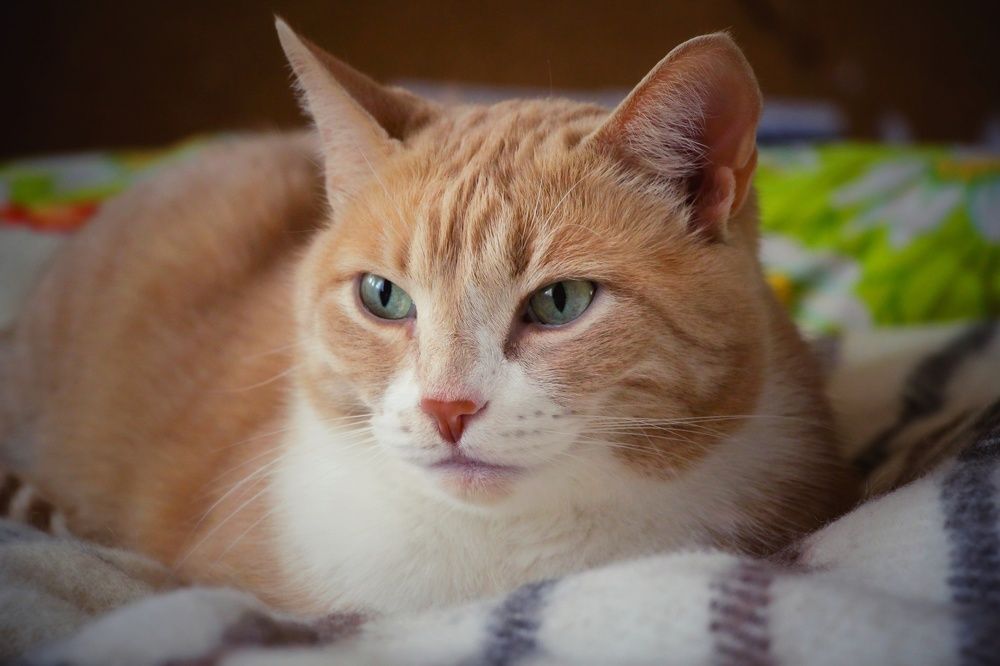 Photograph by Наталья Баруля